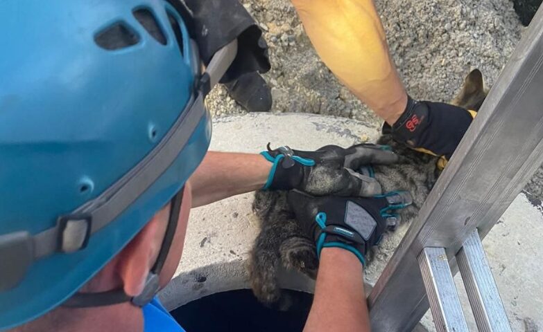 Упавшего в недостроенный колодец своенравного кота спасли в Новороссийске