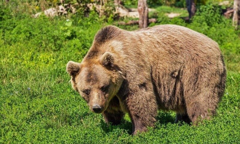 Олимпийская стройка могла стать причиной появления медведя под Новороссийском