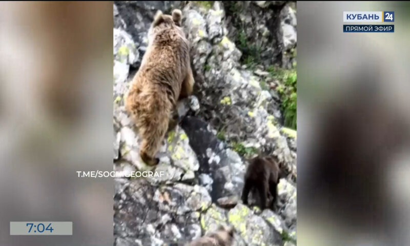 Семейство медведей попало на камеру в горах Сочи