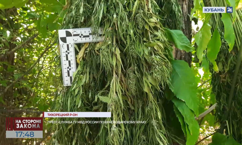 Выращивавших коноплю мужчин задержали в Тихорецком районе