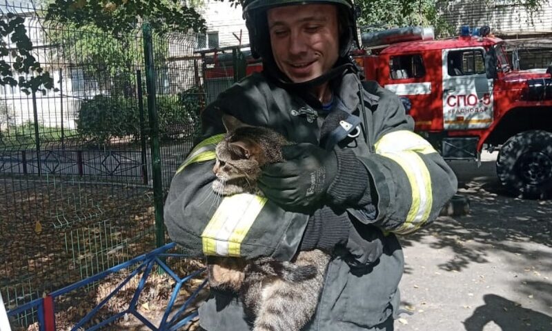 Двух котов, собаку и шесть летучих мышей спасли за неделю в Краснодаре