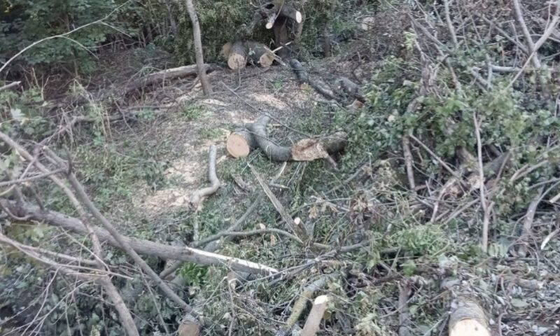 Власти Новороссийска прокомментировали вырубку деревьев в районе Цемесской рощи