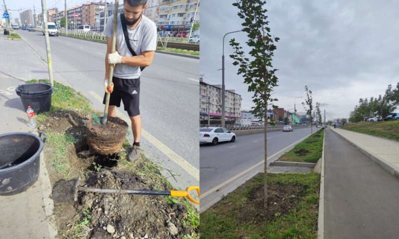 Молодые деревья начали высаживать на улице Московской в Краснодаре