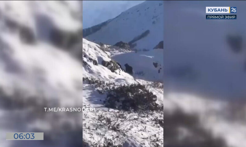 Прогулка медведя попала на видео в горах Красной Поляны