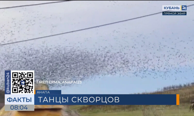 Стаи птиц показали мурмурацию в небе под Анапой