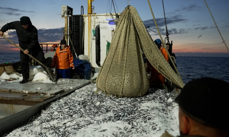 Сезон массового вылова хамсы стартовал на Черном море