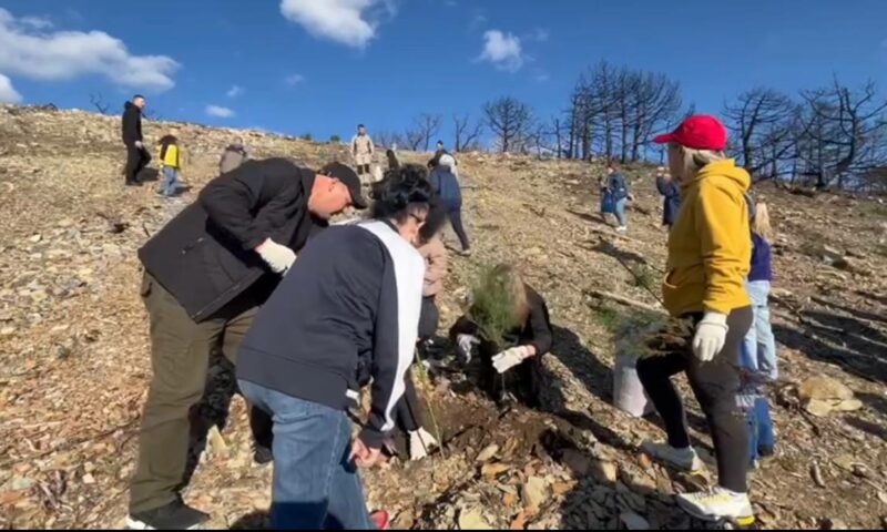 На месте крупного лесного пожара под Новороссийском высадили можжевельник