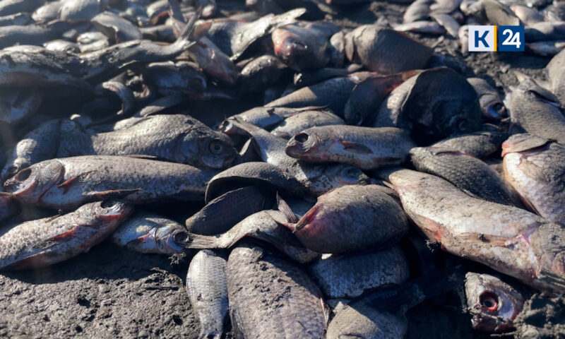 Жители Кущевского района пожаловались на массовый мор рыбы в реке Эльбузд