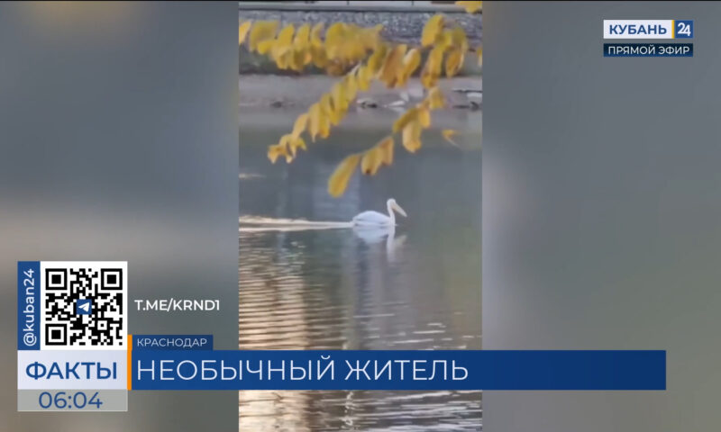 Пеликана на одном из Карасунов сняли на видео в Краснодаре