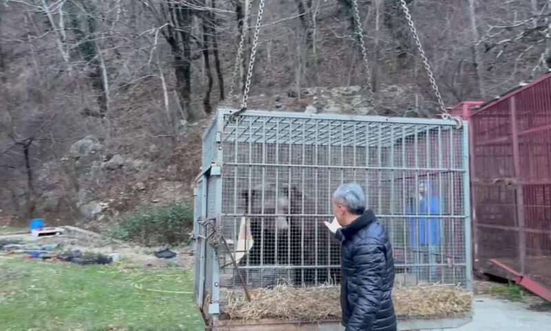 Спасенный из заброшенного сафари-парка медведь Винни переезжает в Красную Поляну