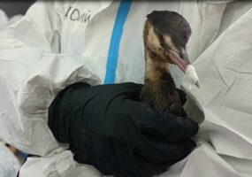 Пострадавшую после разлива мазута в Черном море чомгу выбрали птицей 2026 года