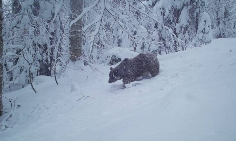 Любопытный медведь выпотрошил фотоловушку в Кавказском заповеднике