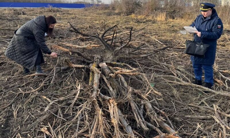 Массовую незаконную вырубку деревьев выявили под Краснодаром