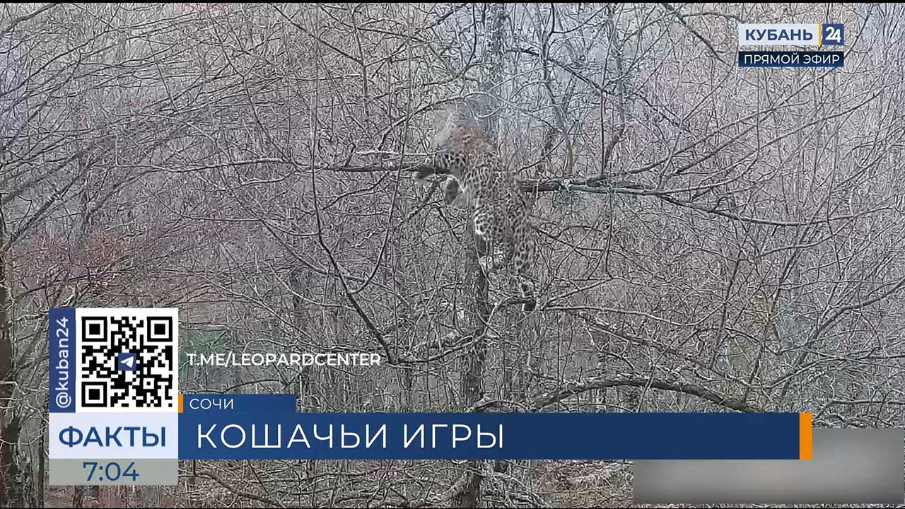 Леопарда Казбека сняли на видео в горах Сочи