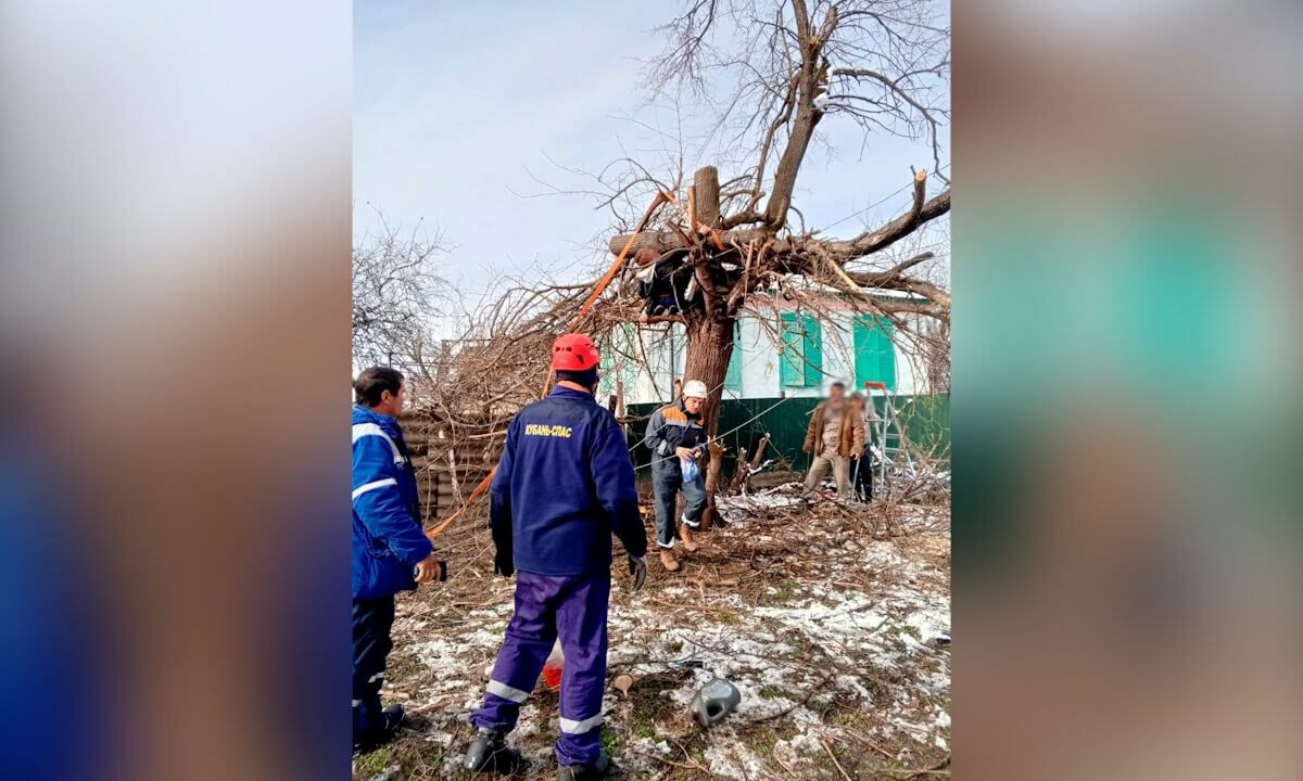 Спиленное дерево придавило 20-летнего парня в Краснодарском крае