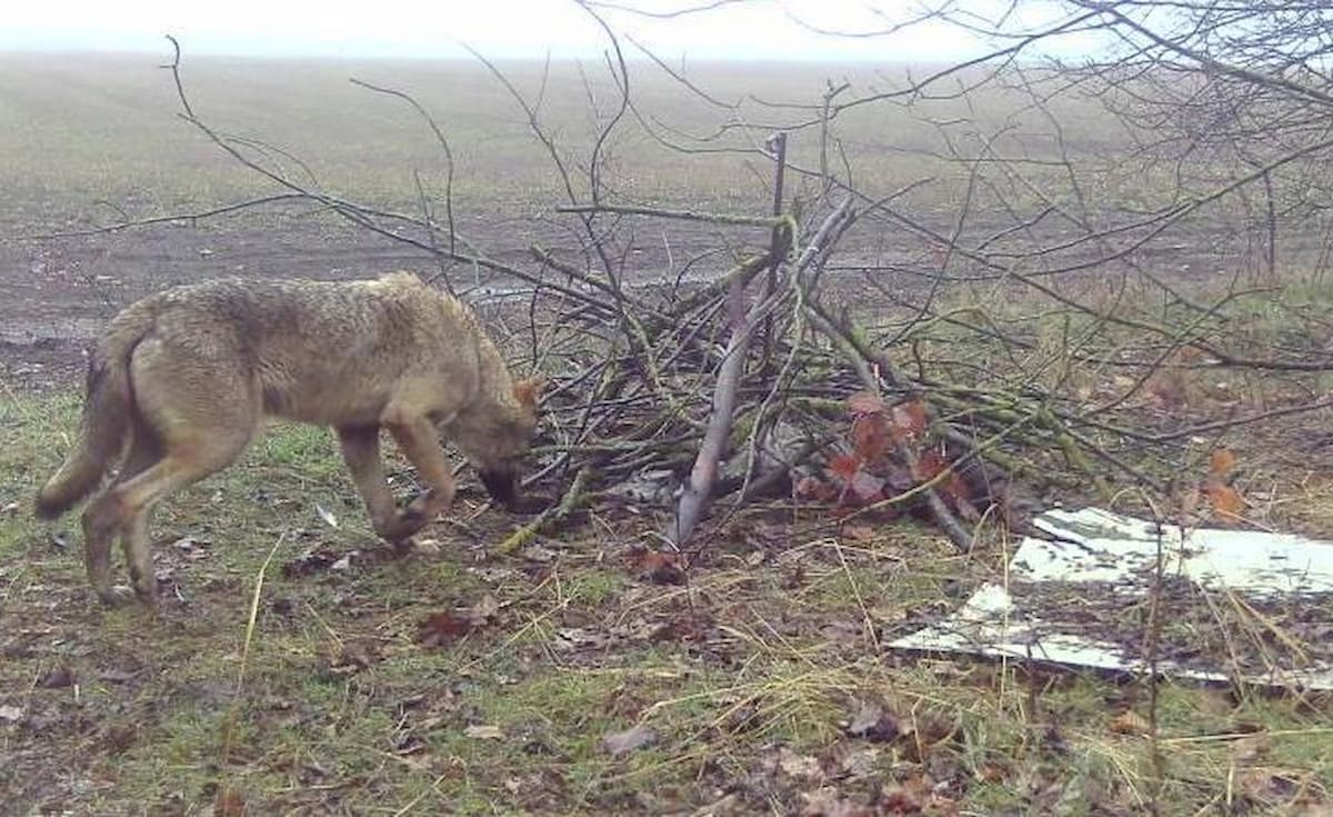 Волки попали в объектив камеры в Кущевском районе