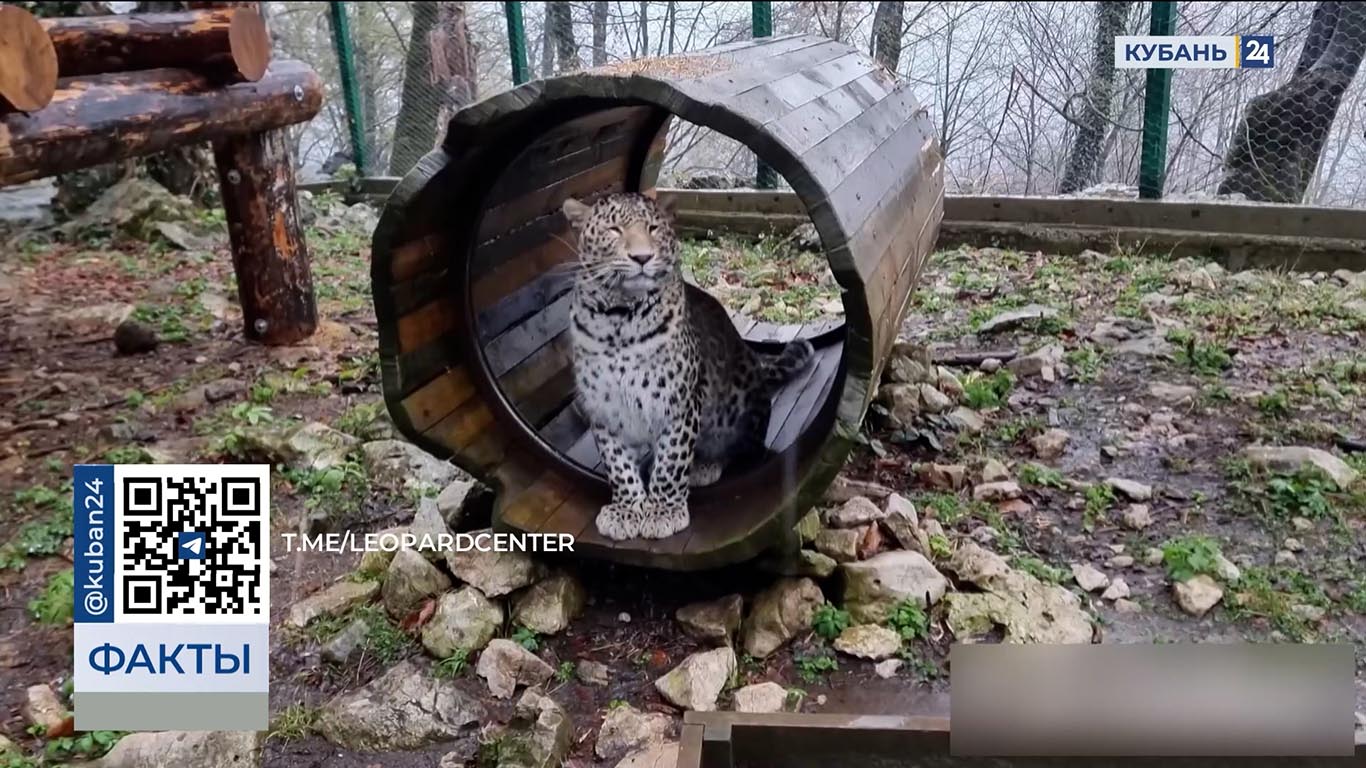 Самка леопарда Рица продемонстрировала навыки хищника в Сочи