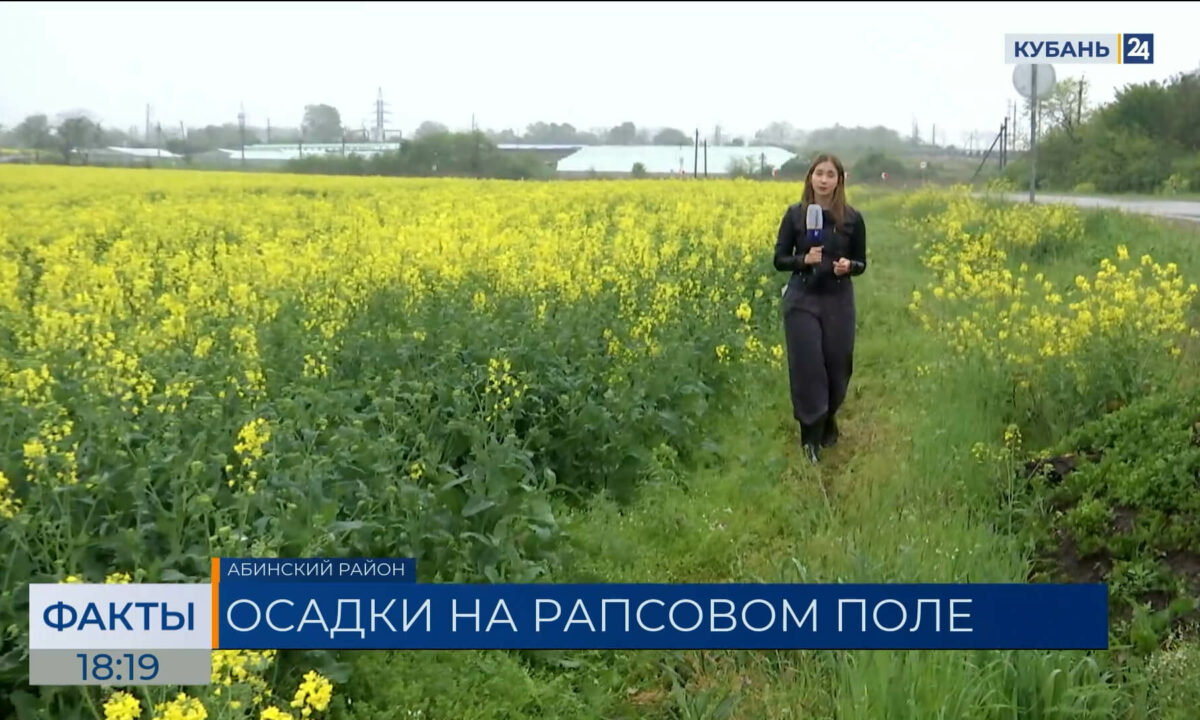 В Краснодарском крае начался красивый сезон цветения рапса