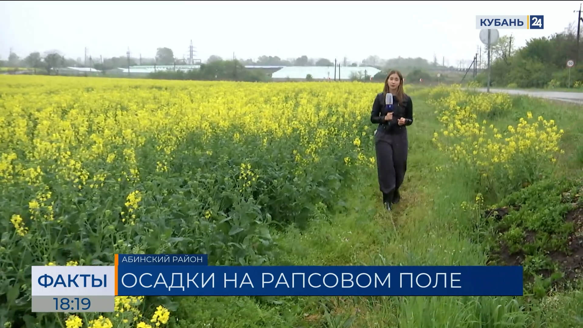 В Краснодарском крае начался красивый сезон цветения рапса