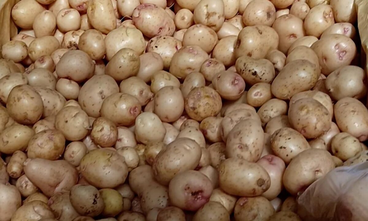 На Кубани эксперты прогнозируют летнее снижение цен на молодой картофель