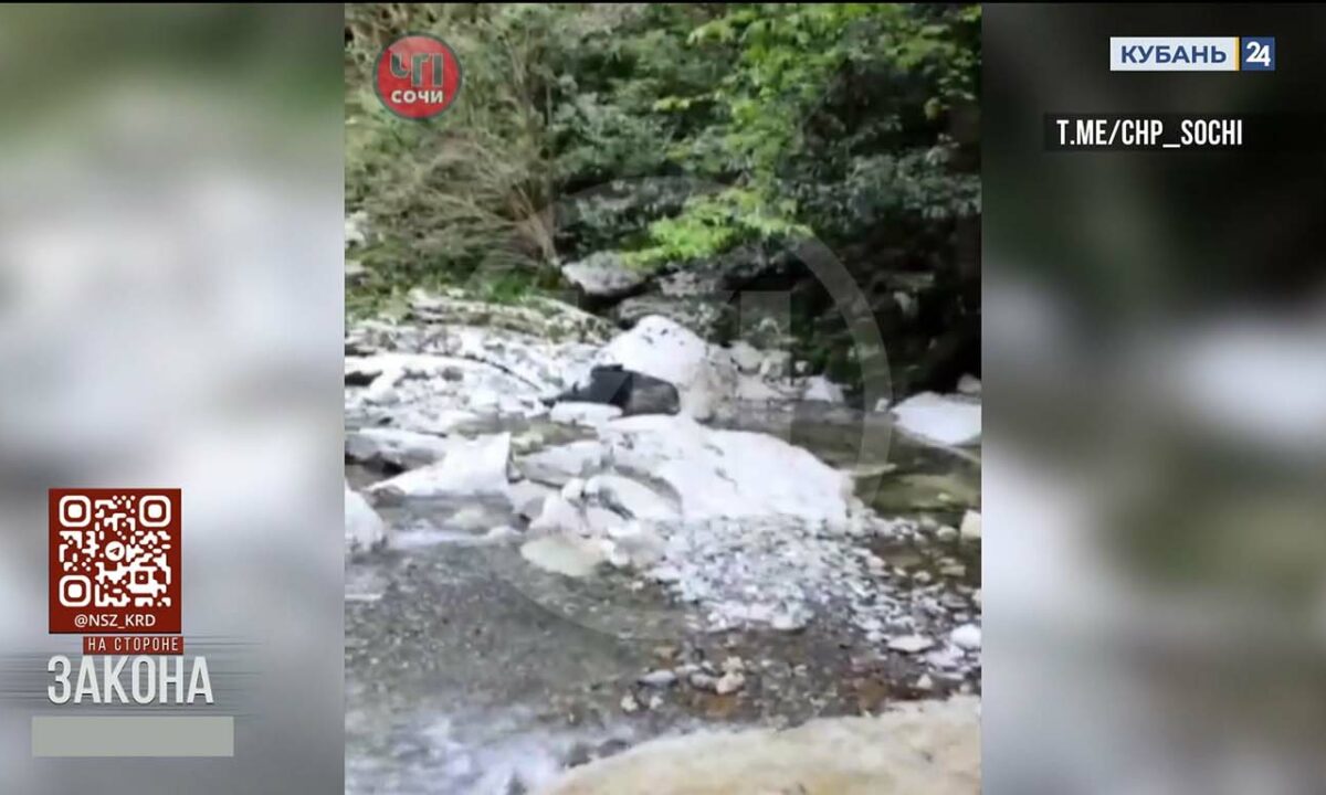 Труп коровы нашли в реке Псахо в Сочи