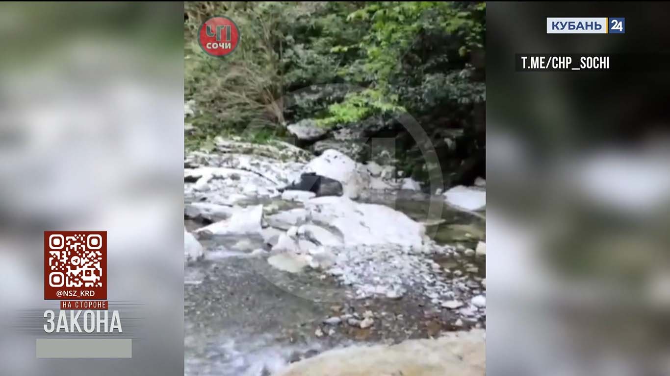 Труп коровы нашли в реке Псахо в Сочи