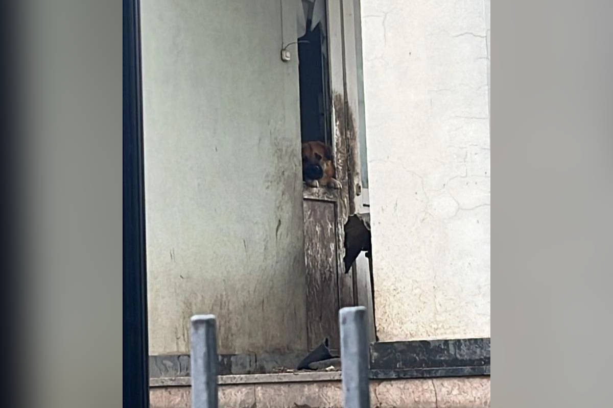 В полиции проверят информацию о запертых в центре Новороссийска собаках и котах