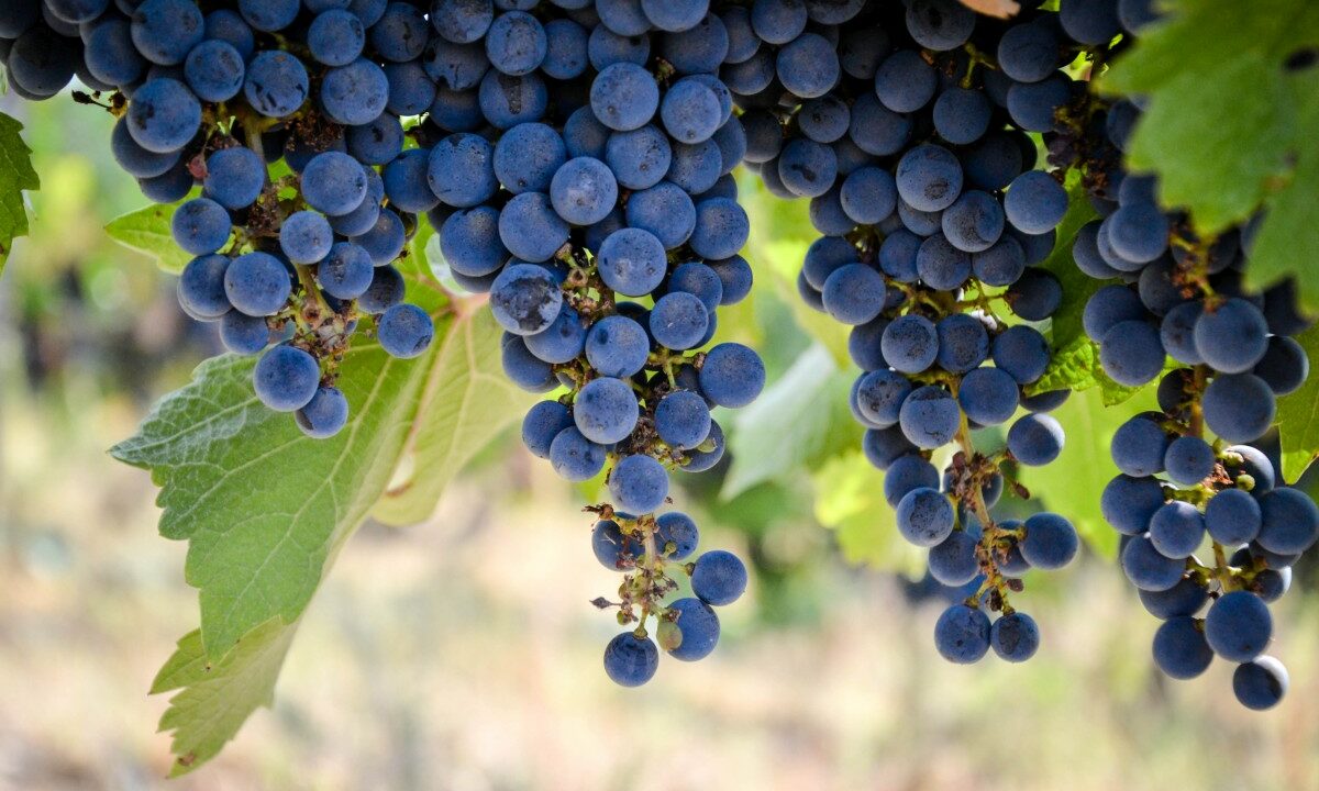 Историческим рекордом в 305 тыс. тонн завершилась уборка винограда на Кубани