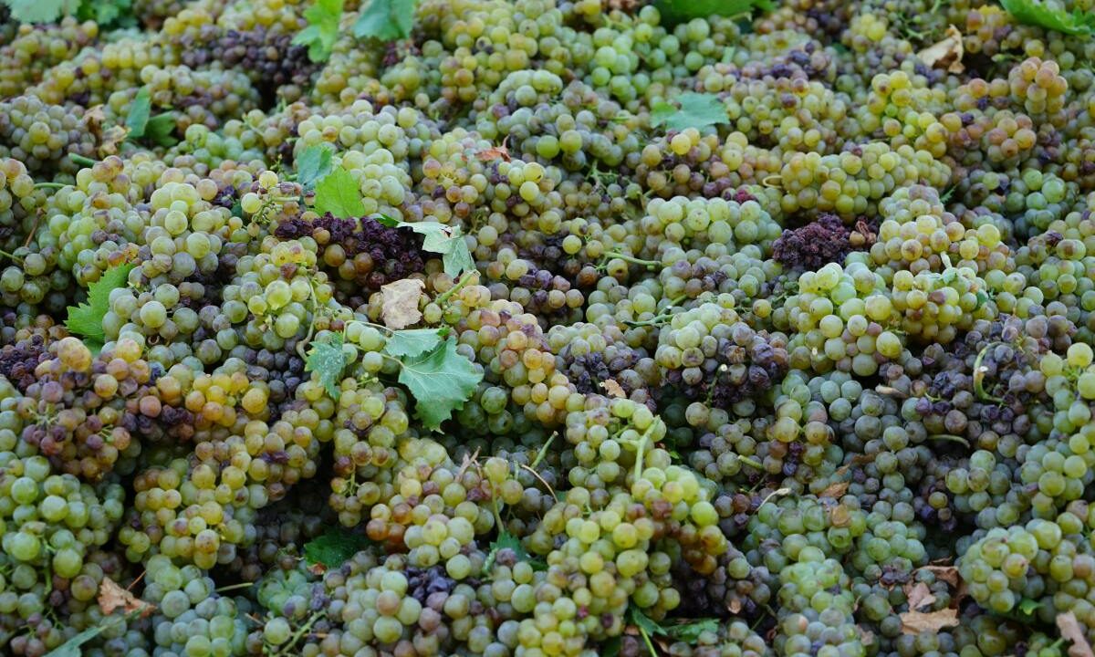 С начала года экспорт винодельческой продукции Кубани составил 1,7 млн долларов