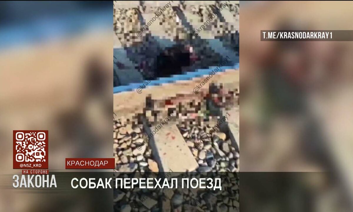 В Краснодаре живодеры привязали трех собак к ж/д путям, чтобы их переехал поезд