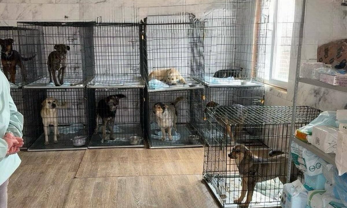На Кубани 4 приюта накажут за плохое обращение с бездомными животными