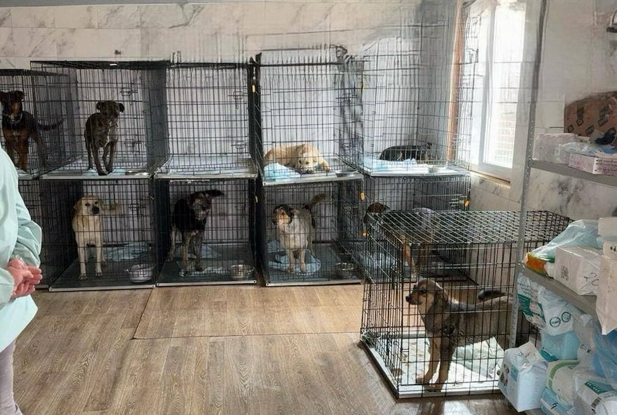 На Кубани 4 приюта накажут за плохое обращение с бездомными животными