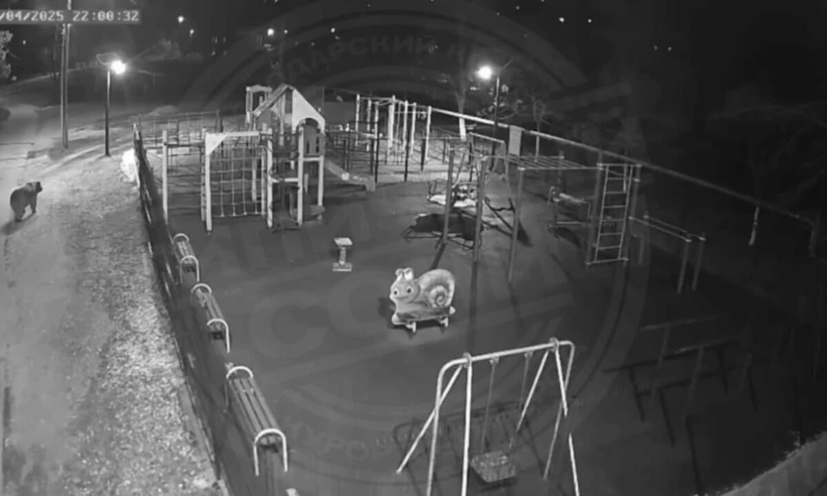 Медведь вышел к детской площадке в Лазаревском районе Сочи