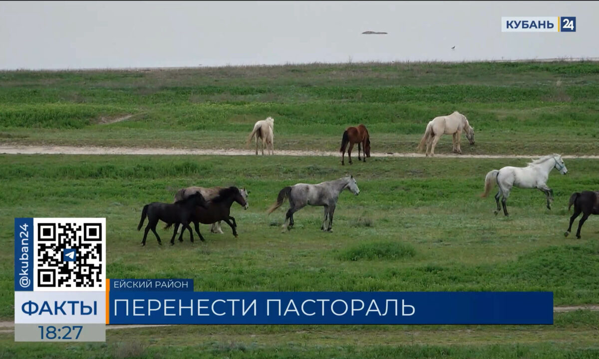 На стойло с лошадьми у жилых домов пожаловались жители Камышеватской
