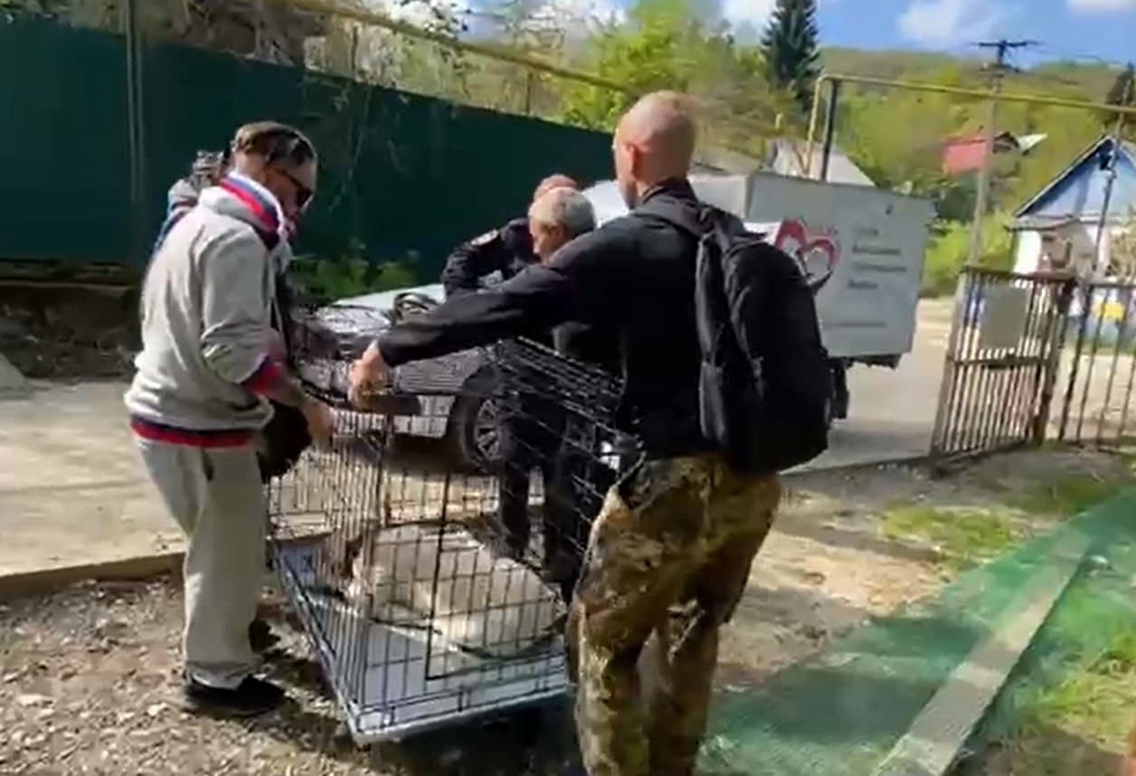 Брошенного на привязи в СНТ бульдога забрали в приют для животных в Сочи