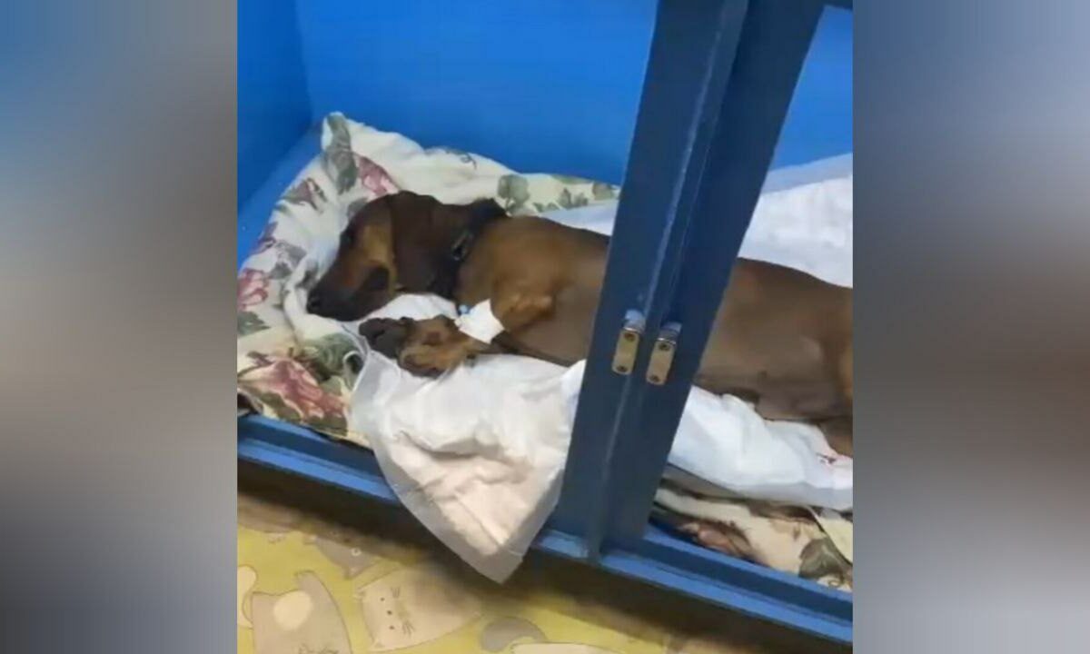 Собаку выбросили из окна многоэтажки в Музыкальном микрорайоне Краснодара