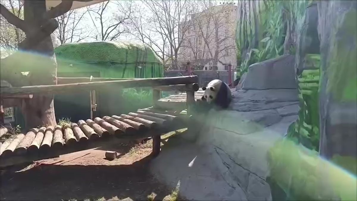 В Московском зоопарке панду Катюшу отселили от мамы из-за борьбы за территорию
