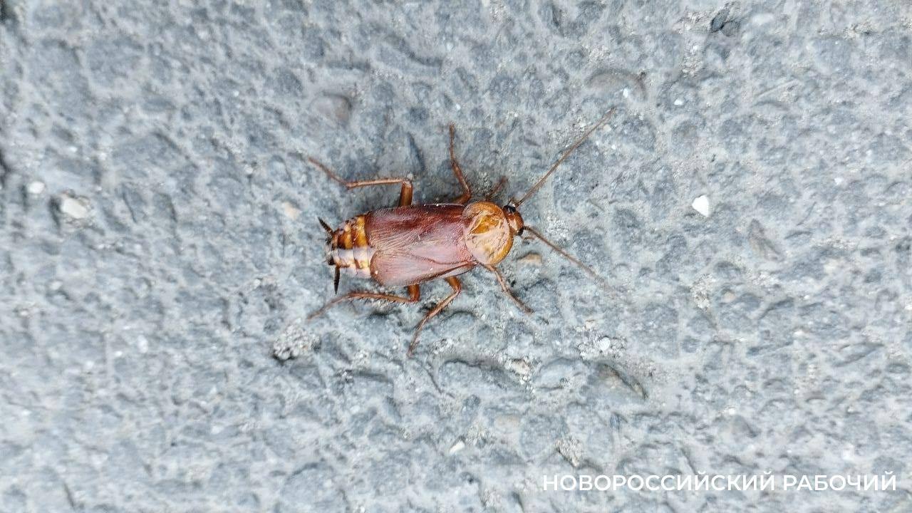 Необычный таракан напугал прохожего в районе морпорта в Новороссийске
