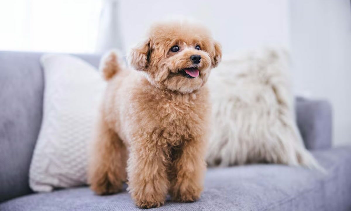 Кинологи рассказали, как минимизировать страх животных от взрывов пиротехники