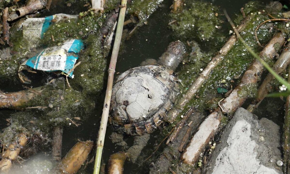 Слишком горячую воду и мертвых черепах обнаружили в Южных прудах в Новороссийске