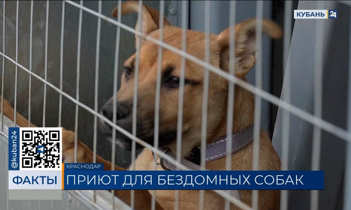 Наумов посетил первый муниципальный приют для бездомных животных в Краснодаре
