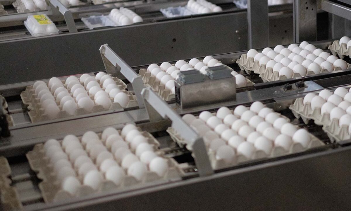 Цены на яйца в Краснодарском крае в апреле упали почти на 20%