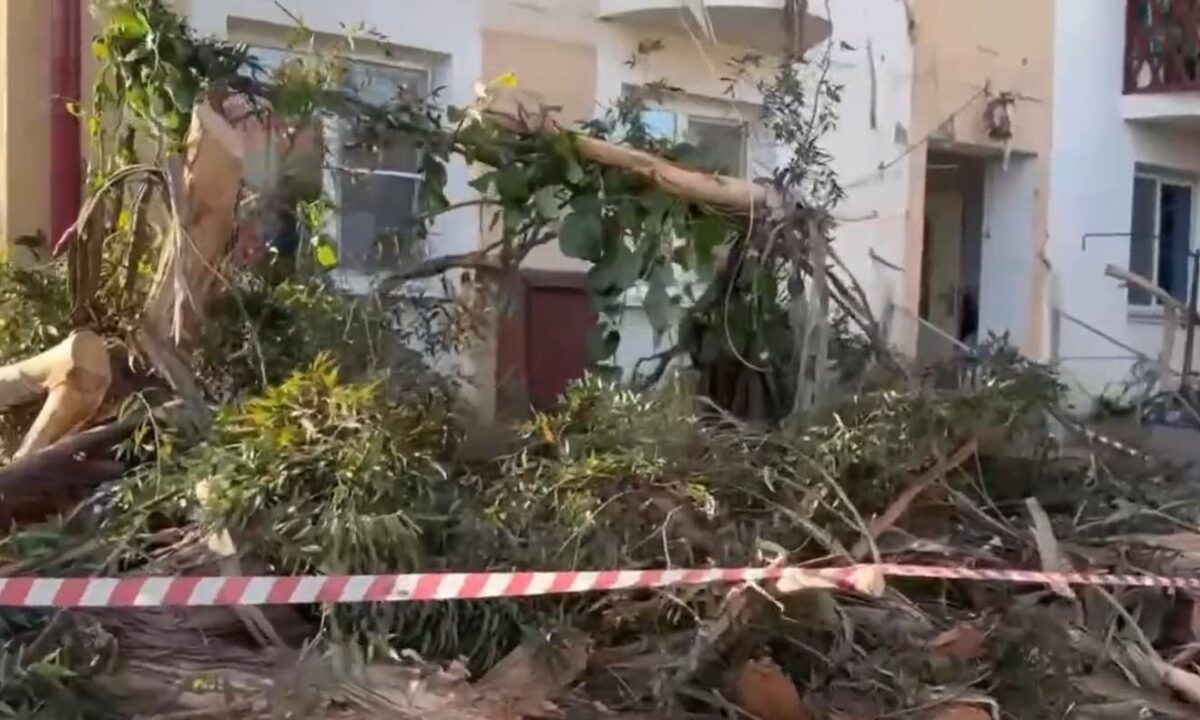 В Сириусе огромный эвкалипт разрушил балкон жилого дома и заблокировал подъезд