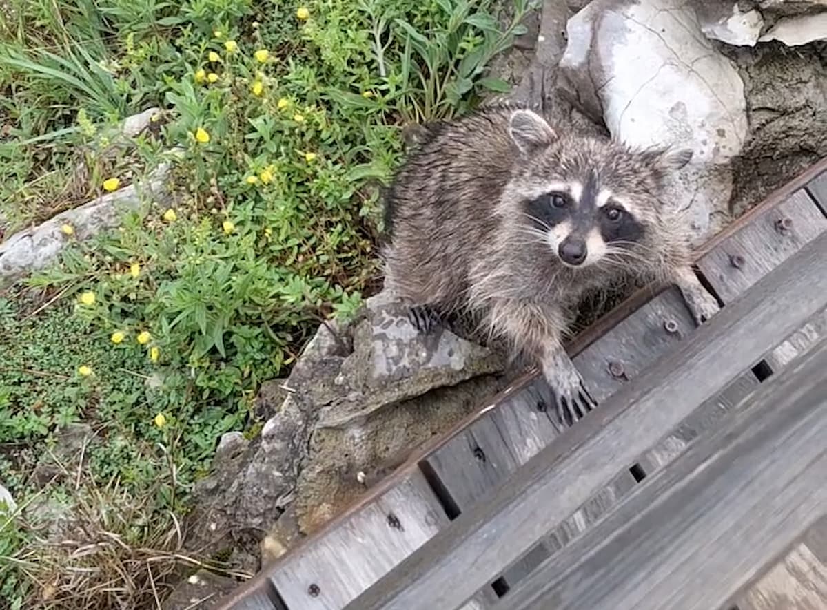 Жителей и гостей Сочи предупредили об опасности встречи с енотами