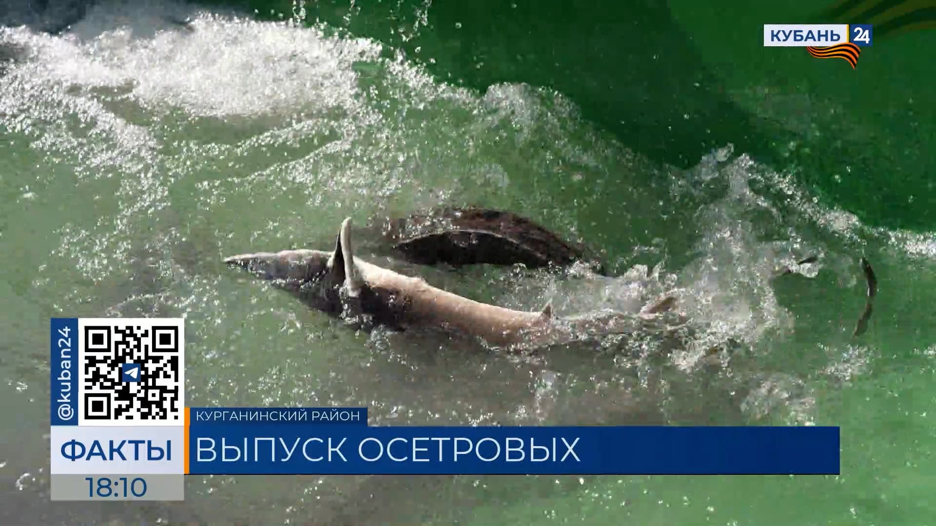 300 тыс. личинок осетра выпустили в реку Лаба в Курганинске