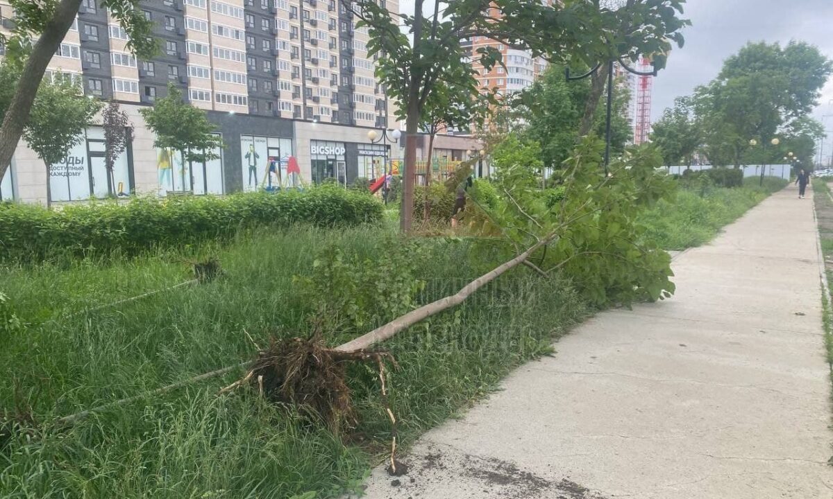 В Краснодаре вырубили деревья на бульваре Ушакова для строительства коллектора