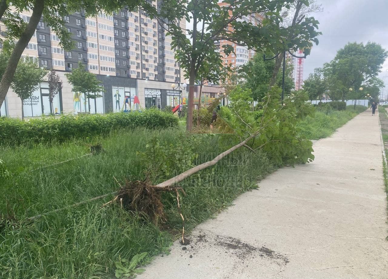 В Краснодаре вырубили деревья на бульваре Ушакова для строительства коллектора