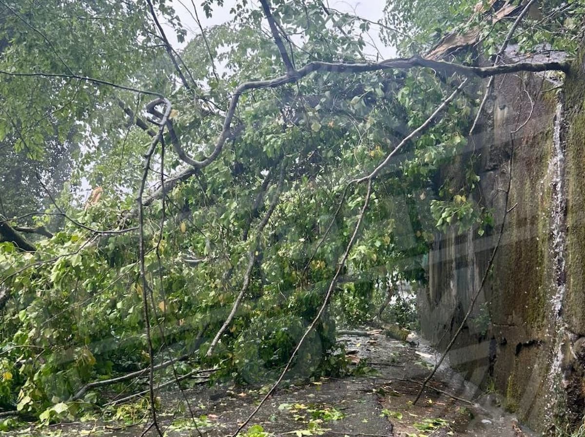 В Сочи рухнувшее на дорогу дерево заблокировало проезд