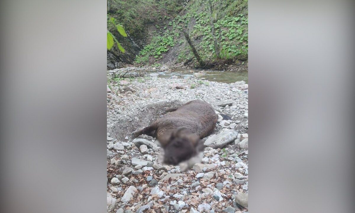 Тушу мертвого зубра обнаружили в горах Мостовского района