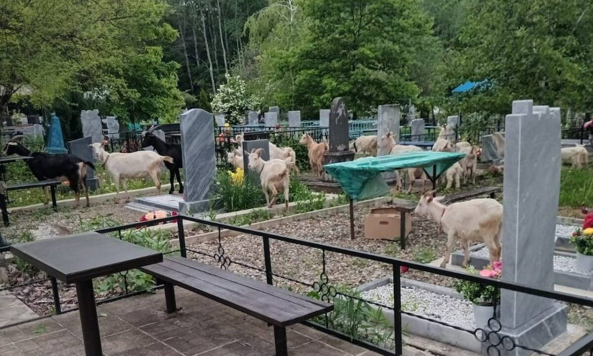 В Апшеронске наказали владелицу стада коз, пасшихся на местном кладбище